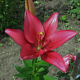 Лилия ла-гибрид Норанда