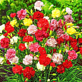 Гвоздика Гренадин Смесь окрасок