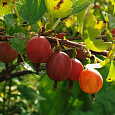 Крыжовник Белорусский красный Крыжовник Белорусский красный