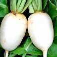 Редис Осенний гигант