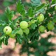 Крыжовник Hinnonmaki Green Крыжовник Hinnonmaki Green