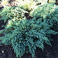 Можжевельник чешуйчатый Little Joanna