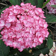 Гортензия крупнолистовая Сальса