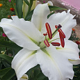 Лилия ЛОО-гибрид Полар Лилия ЛОО-гибрид Полар