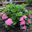 Гортензия крупнолистовая Перфекшен