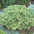 Можжевельник китайский Expansa Aureospicata