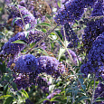 Буддлея (Осенняя сирень) Давида Reve de Papillon Blue