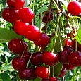 Вишня обыкновенная Шубинка