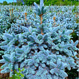 Ель голубая Super Blue Seedling