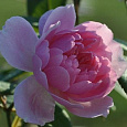Роза Кустовая Mortimer Sackler