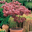 Клен дланевидный Atropurpureum Клен дланевидный Atropurpureum