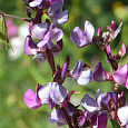 Гиацинтовые бобы Двухцветные