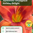 Лилейник гибридный Holiday Delight Лилейник гибридный Holiday Delight