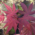 Клен дланевидный Atropurpureum Клен дланевидный Atropurpureum