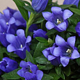 Горечавка (горький корень) Бесстебельная Blue Star