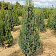 Можжевельник Suecica