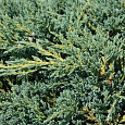 Можжевельник чешуйчатый Blue Compact