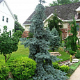 Ель голубая Pendula