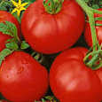 Томат Москвич