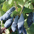 Жимолость съедобная Бакчарская