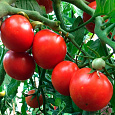 Томат Финиш