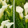 Калла белопятнистая