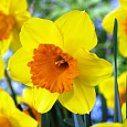 Нарцисс Карлик Pimpernel