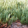 Можжевельник горизонтальный Alpina