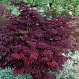 Клен дланевидный Atropurpureum Клен дланевидный Atropurpureum
