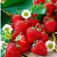 Земляника садовая Сальса