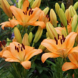 Лилия ла-гибрид Глоуб Лилия ла-гибрид Глоуб