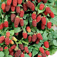 Ежевика гибридная Loganberry Ежевика гибридная Loganberry